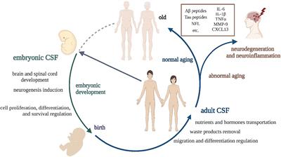 Deciphering the impact of cerebrospinal fluid on stem cell fate as a new mechanism to enhance clinical therapy development